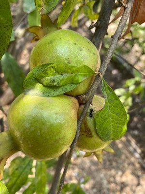 BEWPOLENA Guava Plant(Hybrid, Pack of 1)