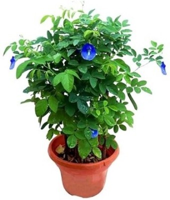 Treeicks Aparajita/ Butterfly Pea Plant(Hybrid, Pack of 1)