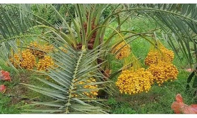 GreenyOn ZZ Plant(Hybrid, Pack of 1)
