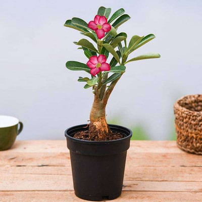 FIRESPLASH Adenium Plant(Hybrid, Pack of 1)