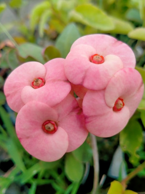 Surabhi stores Euphorbia Milii Dwarf Apache Red Cactus Plant(Hybrid, Pack of 2)