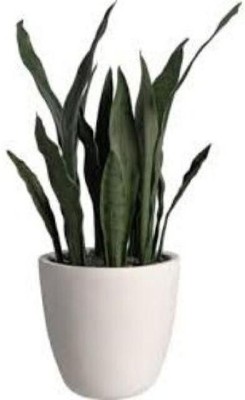 Oxygreenplant Snake Plant(Hybrid, Pack of 1)