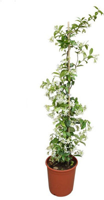 APOSOLUARD Jasmine Plant(Hybrid, Pack of 1)