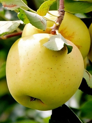 Ukanda Elephant Apple Plant(Hybrid, Pack of 1)