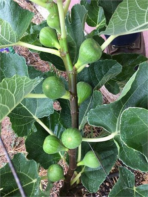 AquinnahGaden Gular/Cluster Fig Plant(Hybrid, Pack of 1)