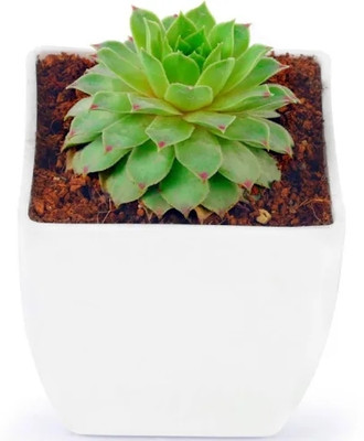Peepalsfarm Laxmi kamal plant Laxmi Kamal Plant(Hybrid, Pack of 1)