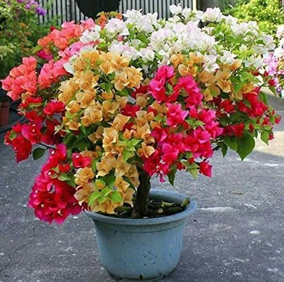 NEW DEBNATHNURSERY Bougainvillea Plant(Hybrid, Pack of 1)
