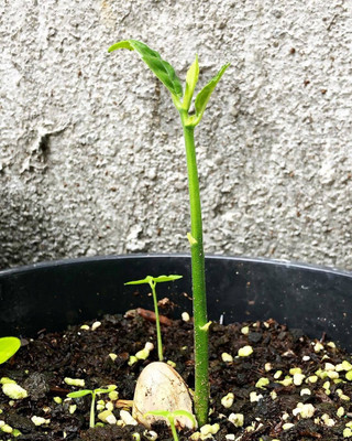 AFARTIOBINA Jackfruit Plant(Hybrid, Pack of 1)