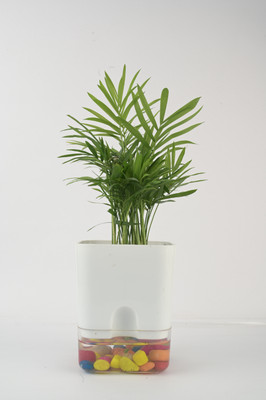 AVR with Happiness inhouse Areca Palm(Pack of 1)