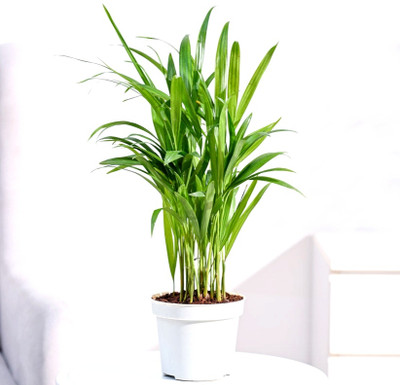 OrganicEarth Areca Plam, Areca Palm(Hybrid, Pack of 1)