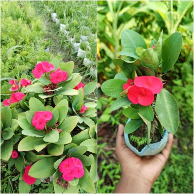 OxygenCart Euphorbia Milii Dwarf Apache Red Cactus Plant(Hybrid, Pack of 1)