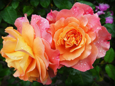 Aquinnah Rose Plant(Hybrid, Pack of 1)