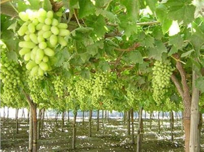 ABEFARIYA Grape Plant(Hybrid, Pack of 1)