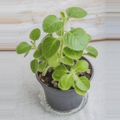 Cloud Farm Ajwain Plant(Hybrid, Pack of 1)