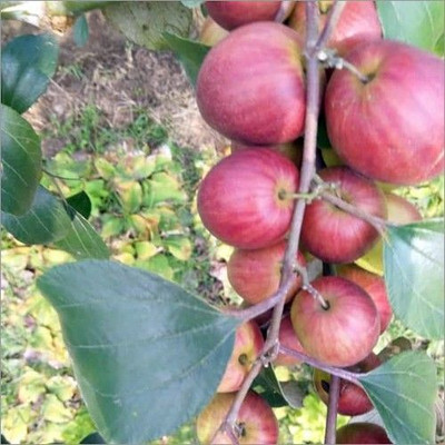 Aquinnah Ber Apple Plant(Hybrid, Pack of 1)