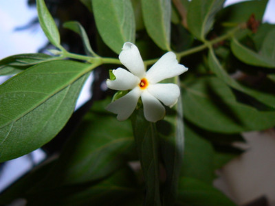KUMUBON Night Bloom Jasmine Plant(Hybrid, Pack of 1)