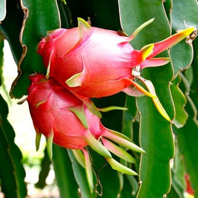 BALA PLANT CREATION Dragon Tree(Hybrid, Pack of 1)