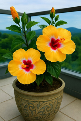 BloomShadow Hibiscus Plant(Hybrid, Pack of 2)