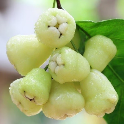 GLOBQRO Wax Apple White Wax Fruit(Hybrid, Pack of 1)