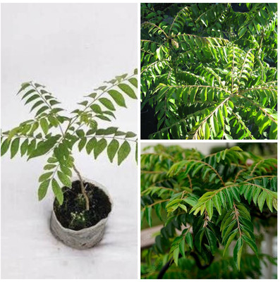 Cloud Farm Curry Leaf Plant(Hybrid, Pack of 1)