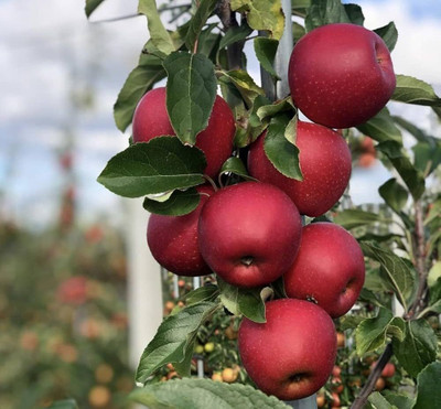 ibains Apple Plant(Hybrid, Pack of 1)