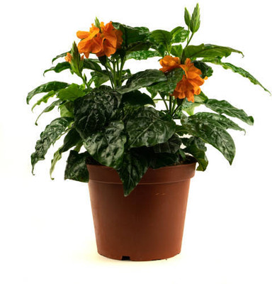 Epoojacart kanakambaram-firecracker-crossandra Seed(70 per packet)