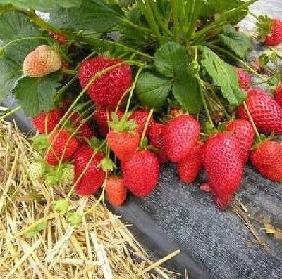 SSS Strawberry Plant(Hybrid, Pack of 1)