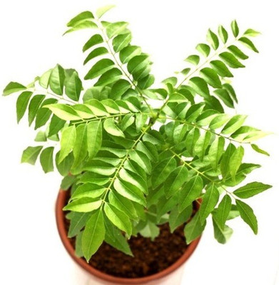 Cloud Farm Curry Leaf Plant(Hybrid, Pack of 1)