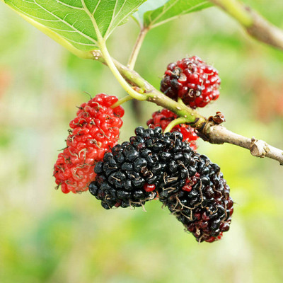 Heaven Of Saplings Shahtoot/Mulberry Plant(Hybrid, Pack of 1)