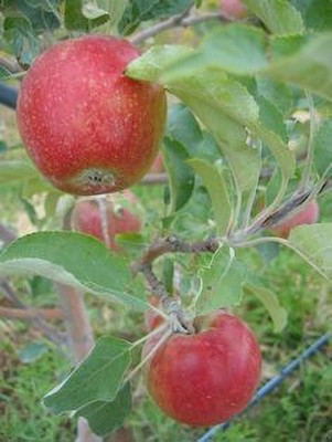 MAITRA AND SONS Apple Plant(Hybrid, Pack of 1)