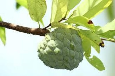 Cloud Farm Custard Apple Plant(Hybrid, Pack of 1)