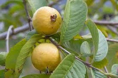 ALOCHUZ Guava Plant(Hybrid, Pack of 1)
