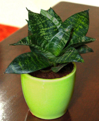 Cloud Farm Snake Plant(Hybrid, Pack of 1)