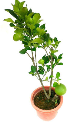 KUMUBON TRADES Lemon Plant(Hybrid, Pack of 1)