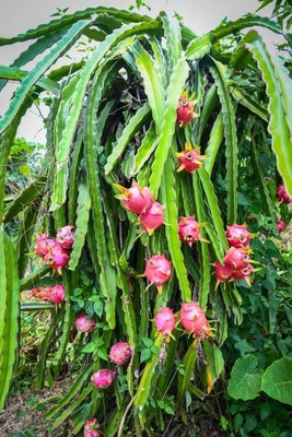 KS TRADERS Dragon Tree(Hybrid, Pack of 1)
