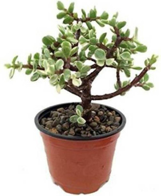 Cloud Farm Jade Plant(Hybrid, Pack of 1)