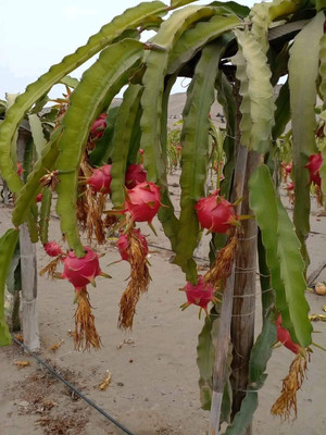 LeafLinkPlants Dragon Tree(Hybrid, Pack of 1)