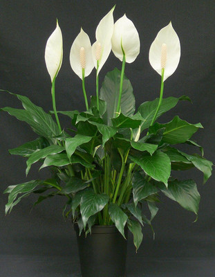 KNursery Peace Lily Plant(Hybrid, Pack of 1)