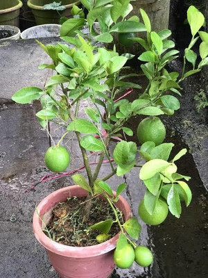 Cloud Farm Lemon Plant(Hybrid, Pack of 1)