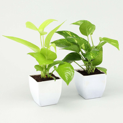 Oxygreenplant Money Plant(Hybrid, Pack of 2)