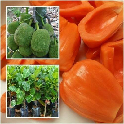 ABEFARIYA Jack Fruit Plant(Hybrid, Pack of 1)