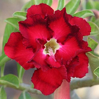 GREEN ISLAND Adenium Plant(Hybrid, Pack of 1)