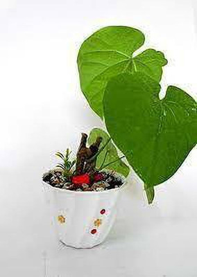 Cloud Farm Giloy Plant(Hybrid, Pack of 1)