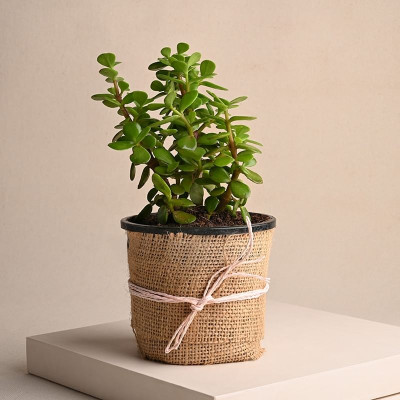 MondallNursery Jade Plant(Hybrid, Pack of 1)