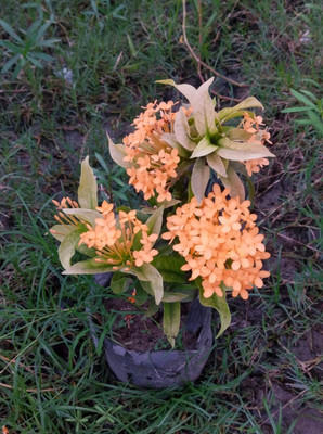 IXORA Ixora Plant(Hybrid, Pack of 1)