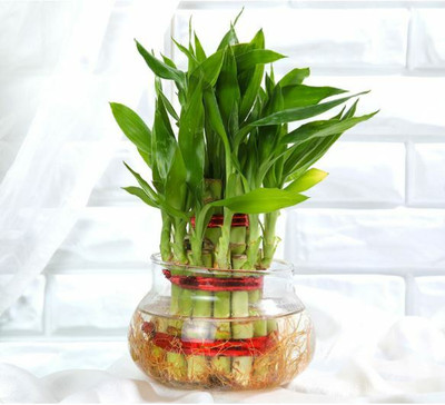 Gabbro Two Layer Bamboo Plant(Pack of 1)