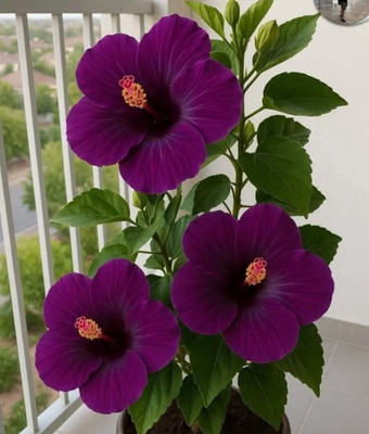 BloomShadow Hibiscus Plant(Hybrid, Pack of 2)