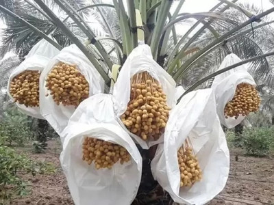 Oxiflora Rhapis Palm Plant(Hybrid, Pack of 1)