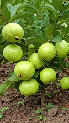 MONDAL Guava Plant(Hybrid, Pack of 1)