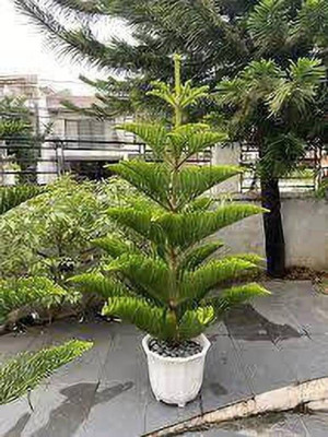 SHREYAGREEN Christmas Tree Plant(Hybrid, Pack of 1)